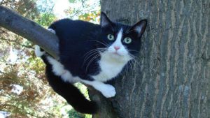 Helpful Tips – Cat in a Tree Emergency Rescue